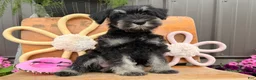 Miniature Schnauzer dogs for sale: Kayla Miniature Schnauzer  - Ad 8