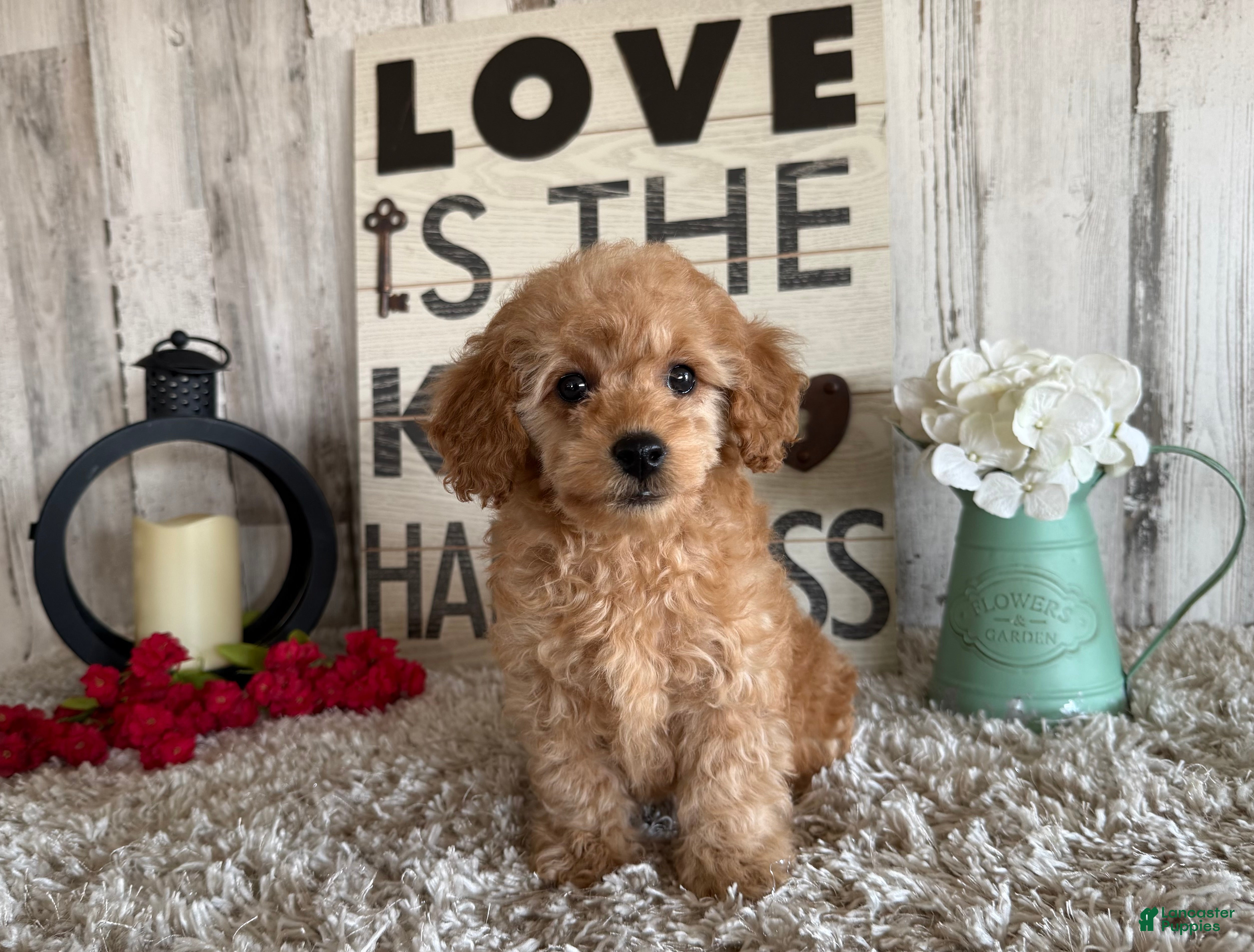 Toy Poodle dogs Victor - Ad 14