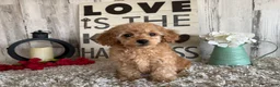 Toy Poodle dogs for sale: Victor - Ad 1