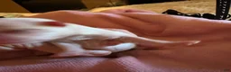 Maltese dogs for sale: Mira - Ad 4