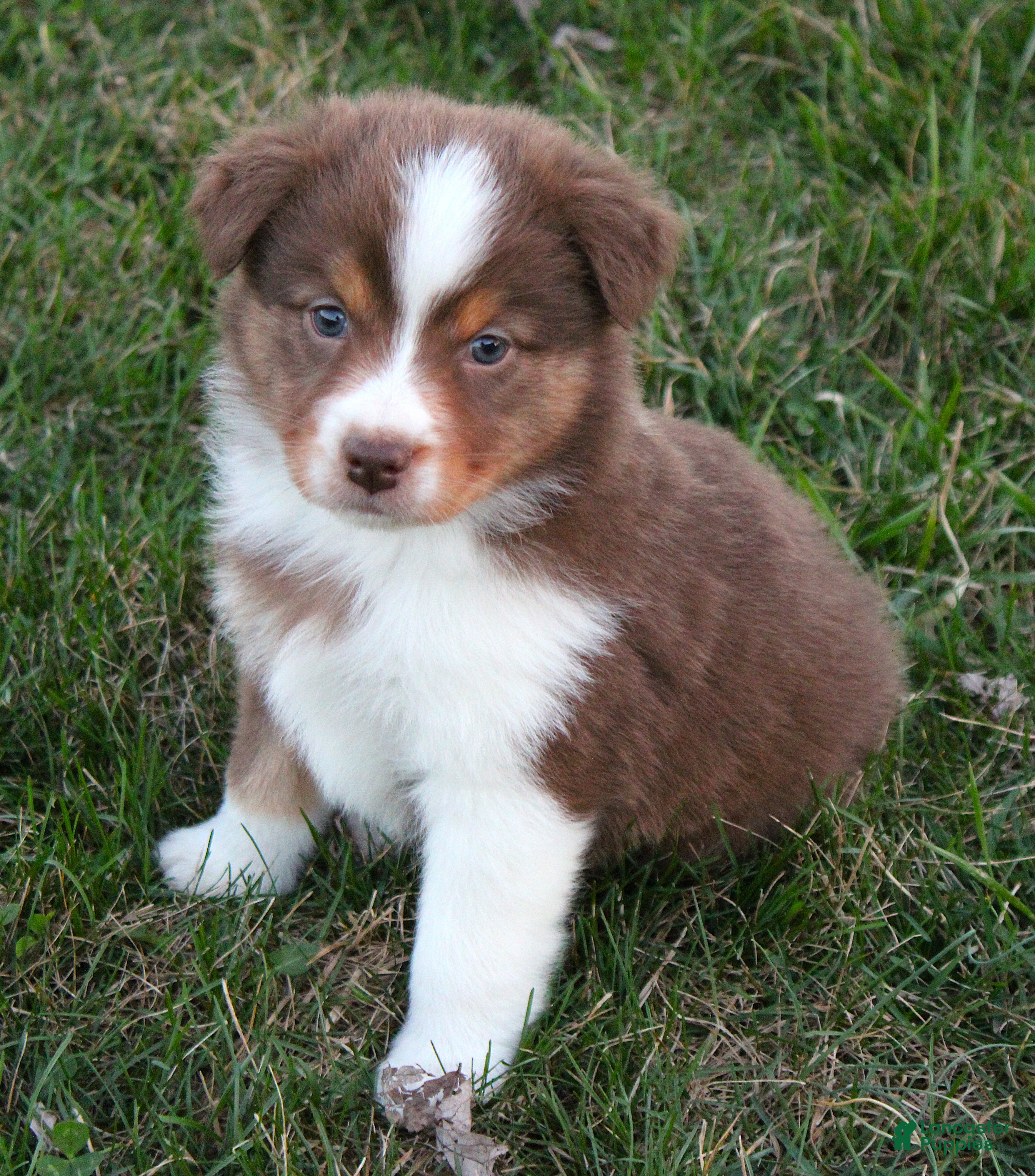 Australian Shepherd dogs Pippin - Ad 2