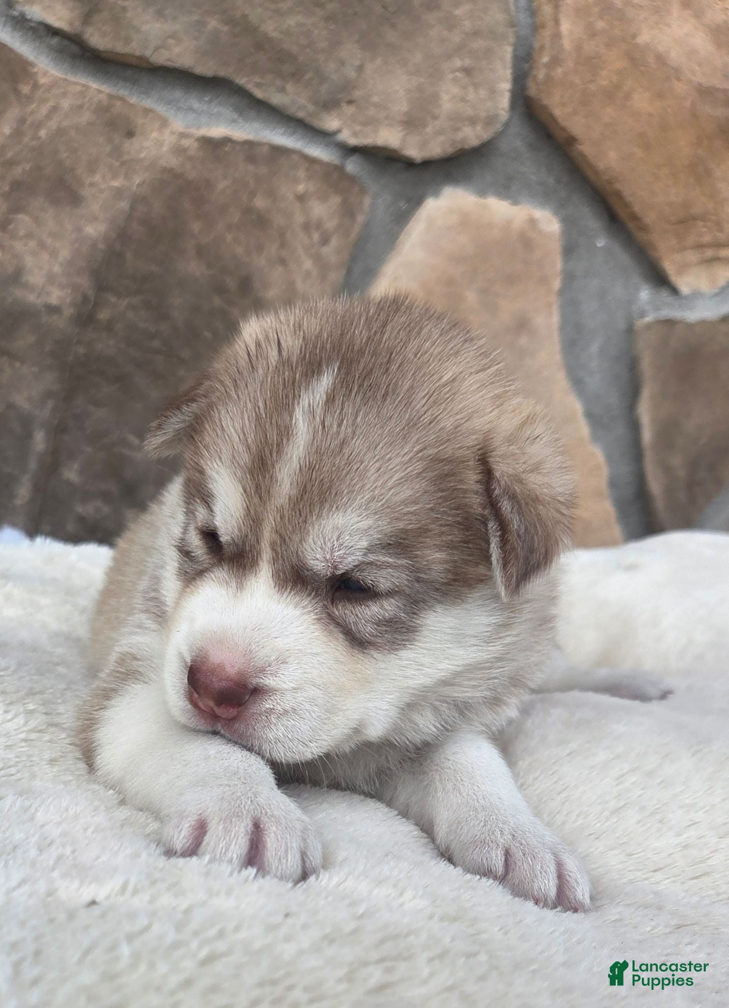 Siberian Husky dogs Georgia  - Ad 1