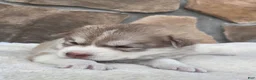 Siberian Husky dogs for sale: Georgia  - Ad 1