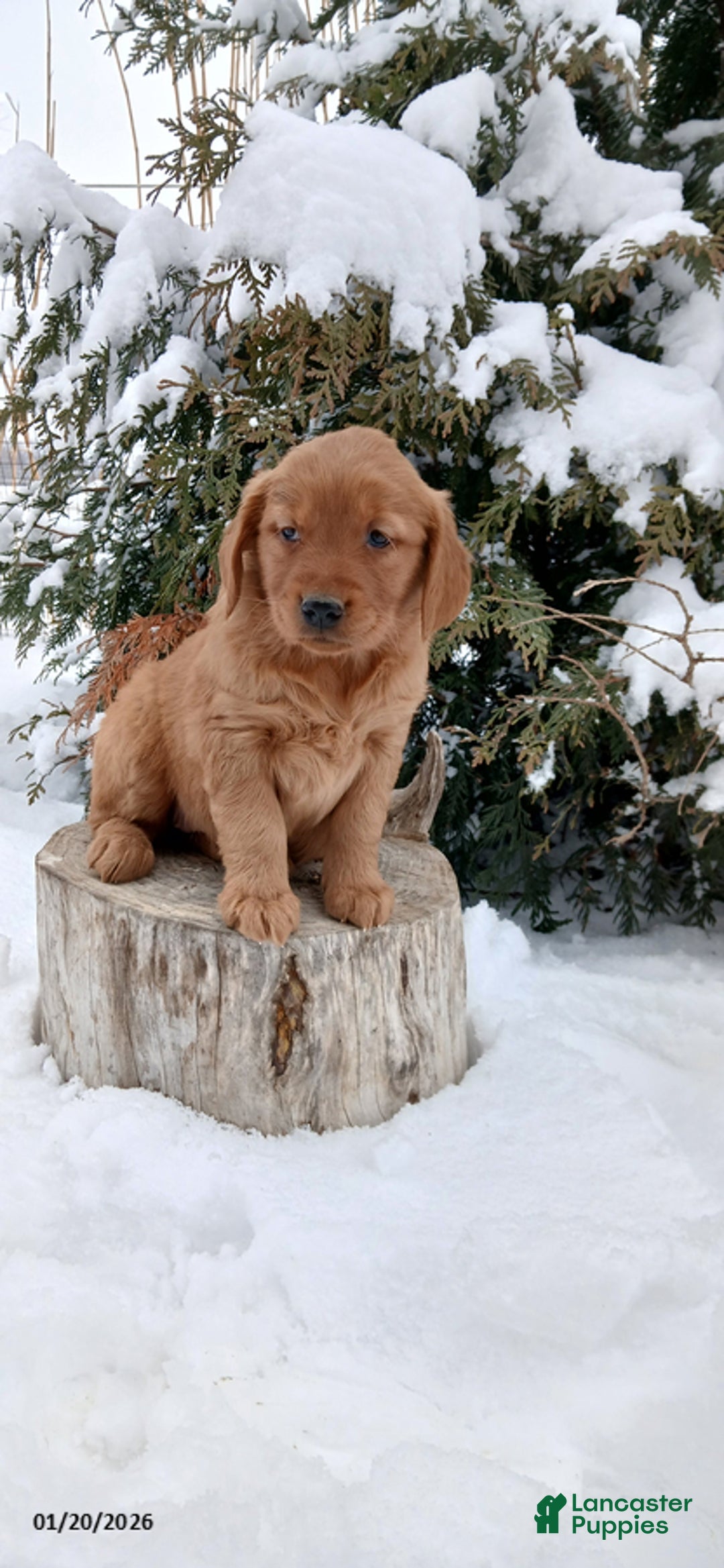 Golden Retriever dogs for sale: Marissa - Ad 2