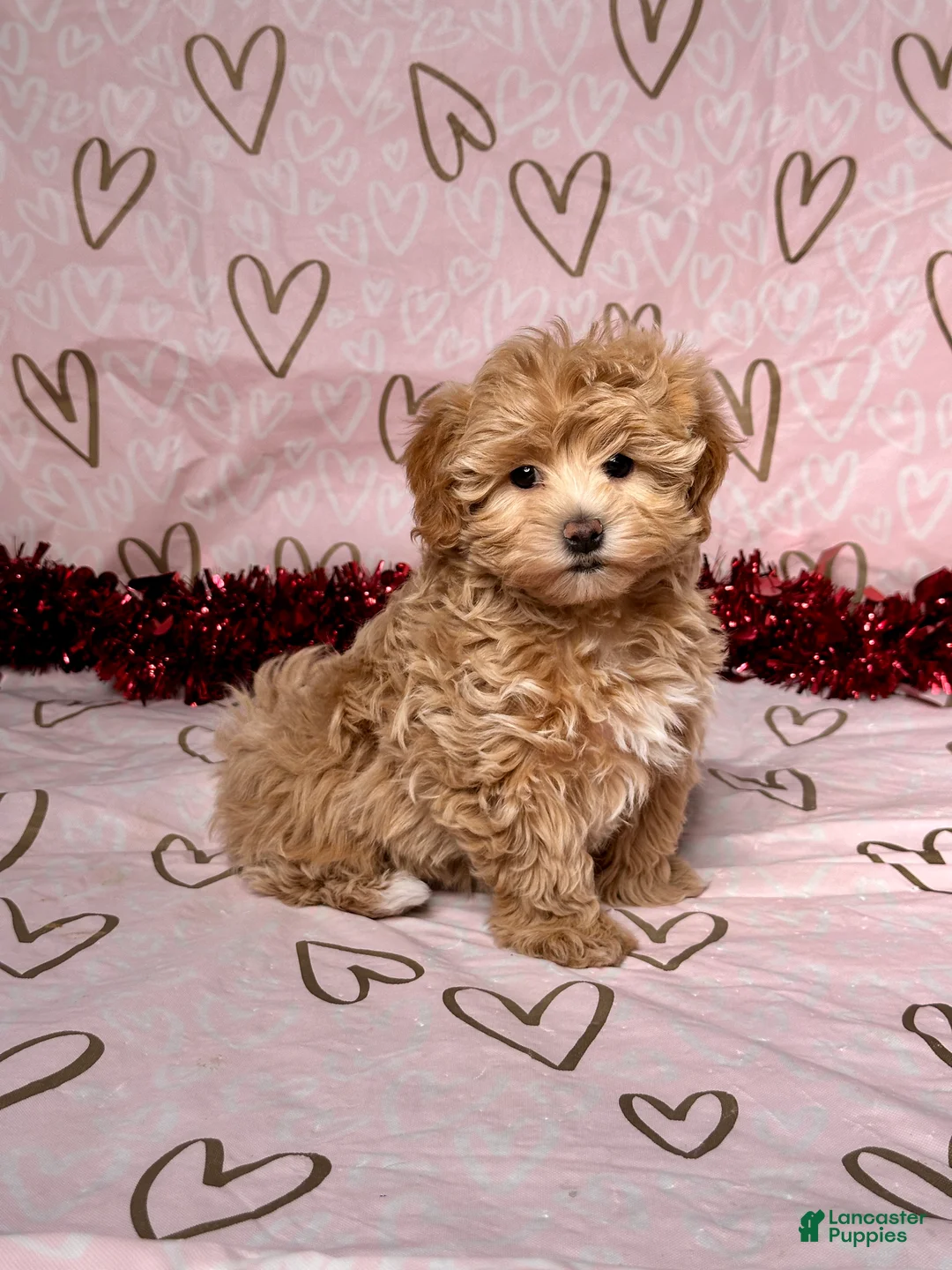 Maltipoo dogs for sale: Skye - Ad 3