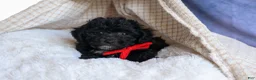 Bichpoo dogs for sale: NOEL - Ad 9