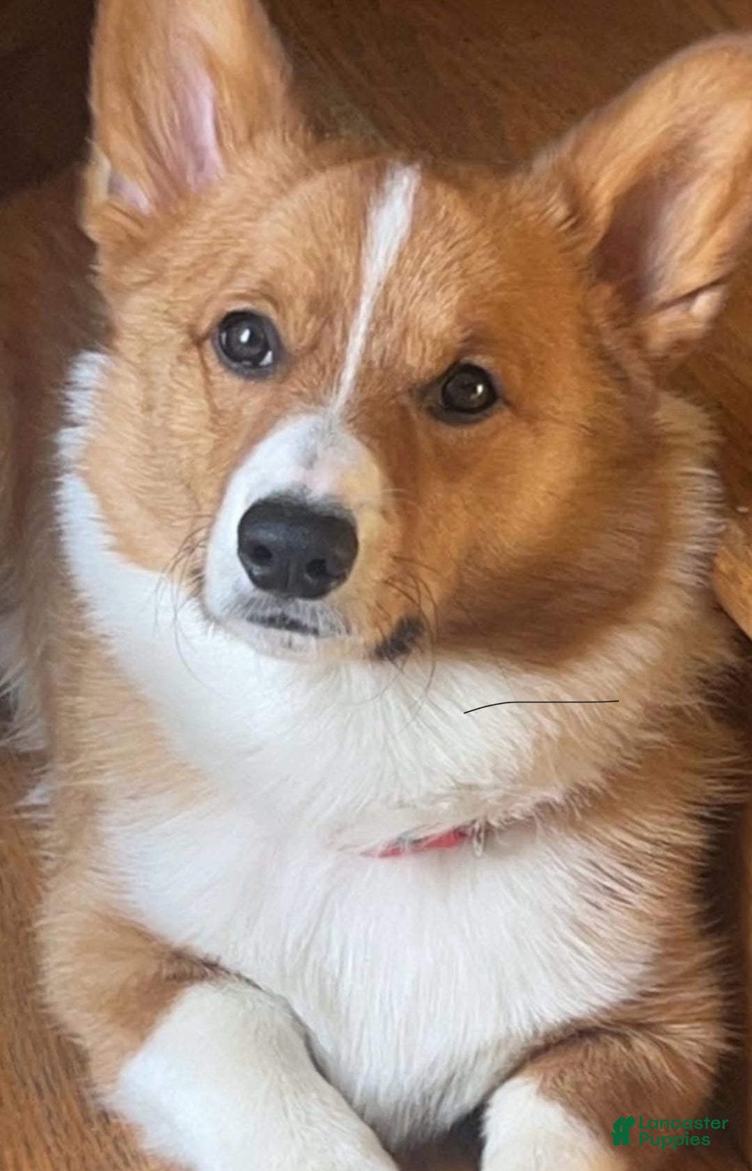 Welsh Corgi Pembroke dogs for sale: Welsh Corgi Pembroke Puppy 2 - Ad 2