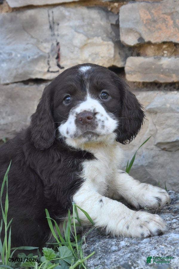 English Springer Spaniel dogs Sassy - Ad 2