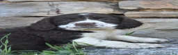English Springer Spaniel dogs for sale: Sassy - Ad 2