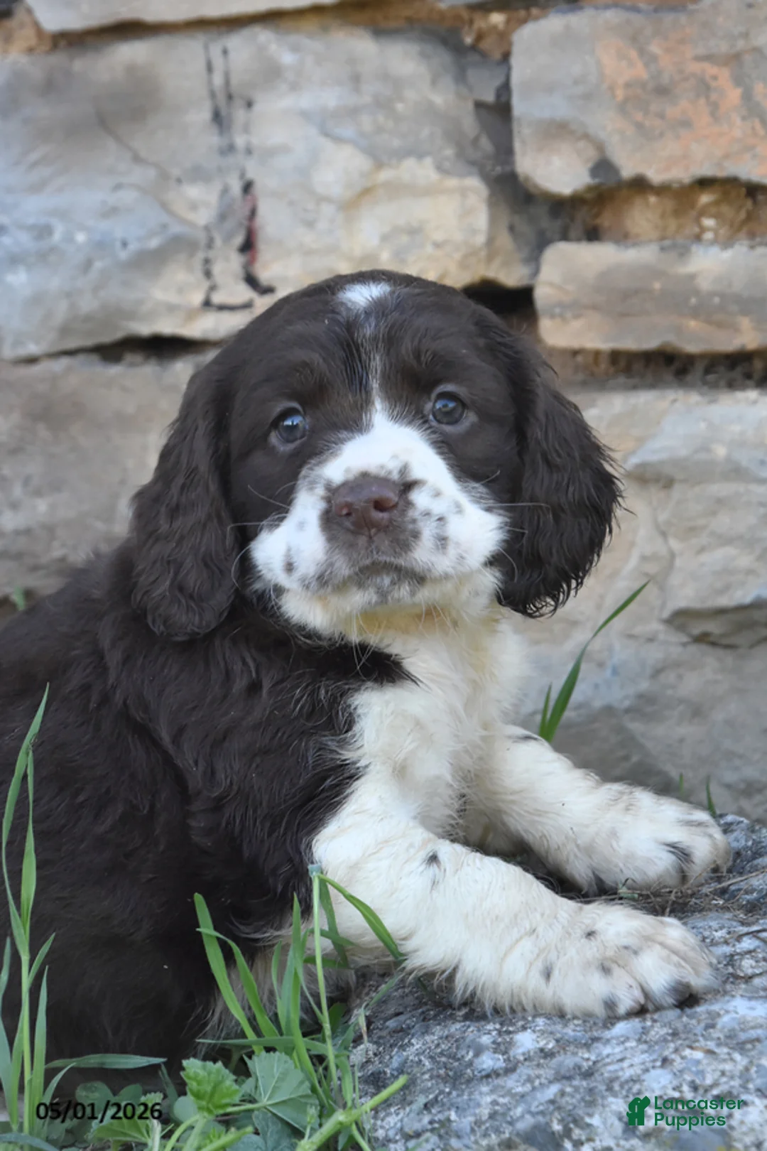 English Springer Spaniel dogs for sale: Sassy - Ad 2