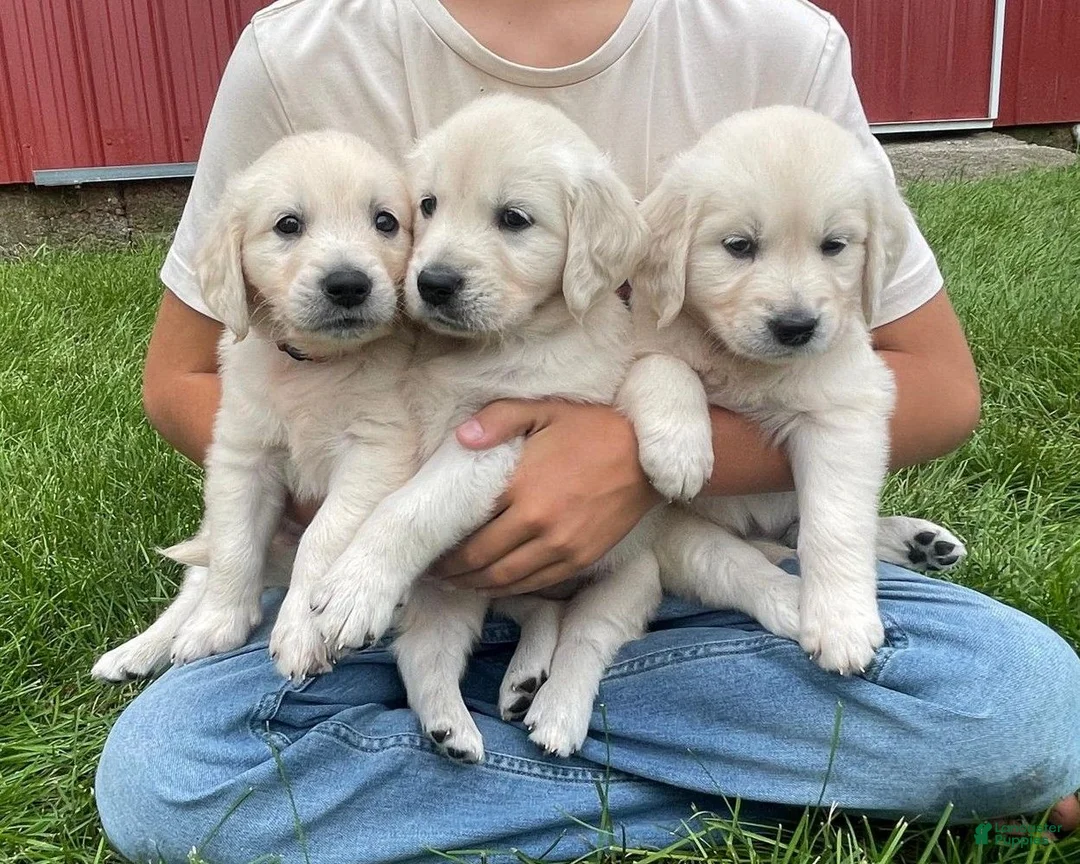 Golden Retriever dogs for sale: Hobbes - Ad 4