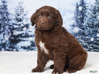 Newfoundland dogs Moose - Ad 34