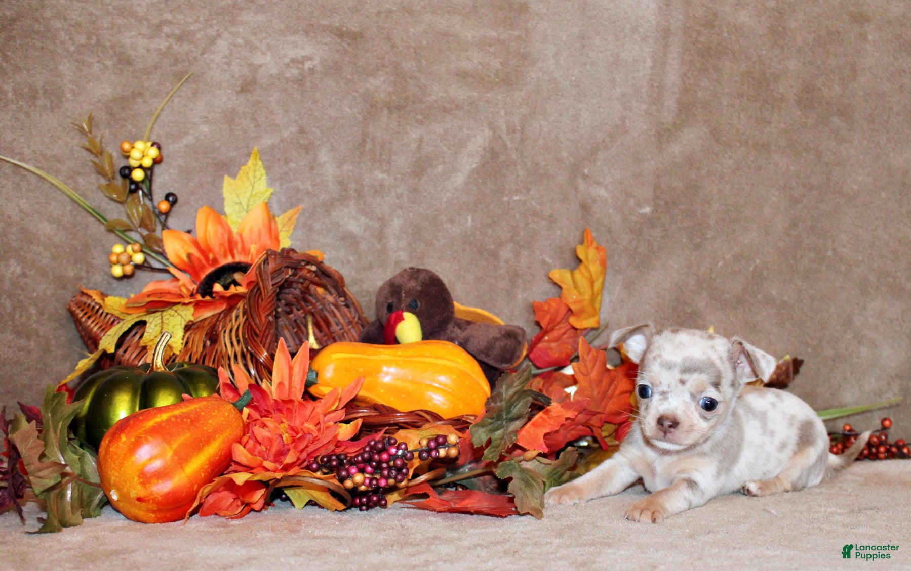 Chihuahua dogs Orlie - Ad 6