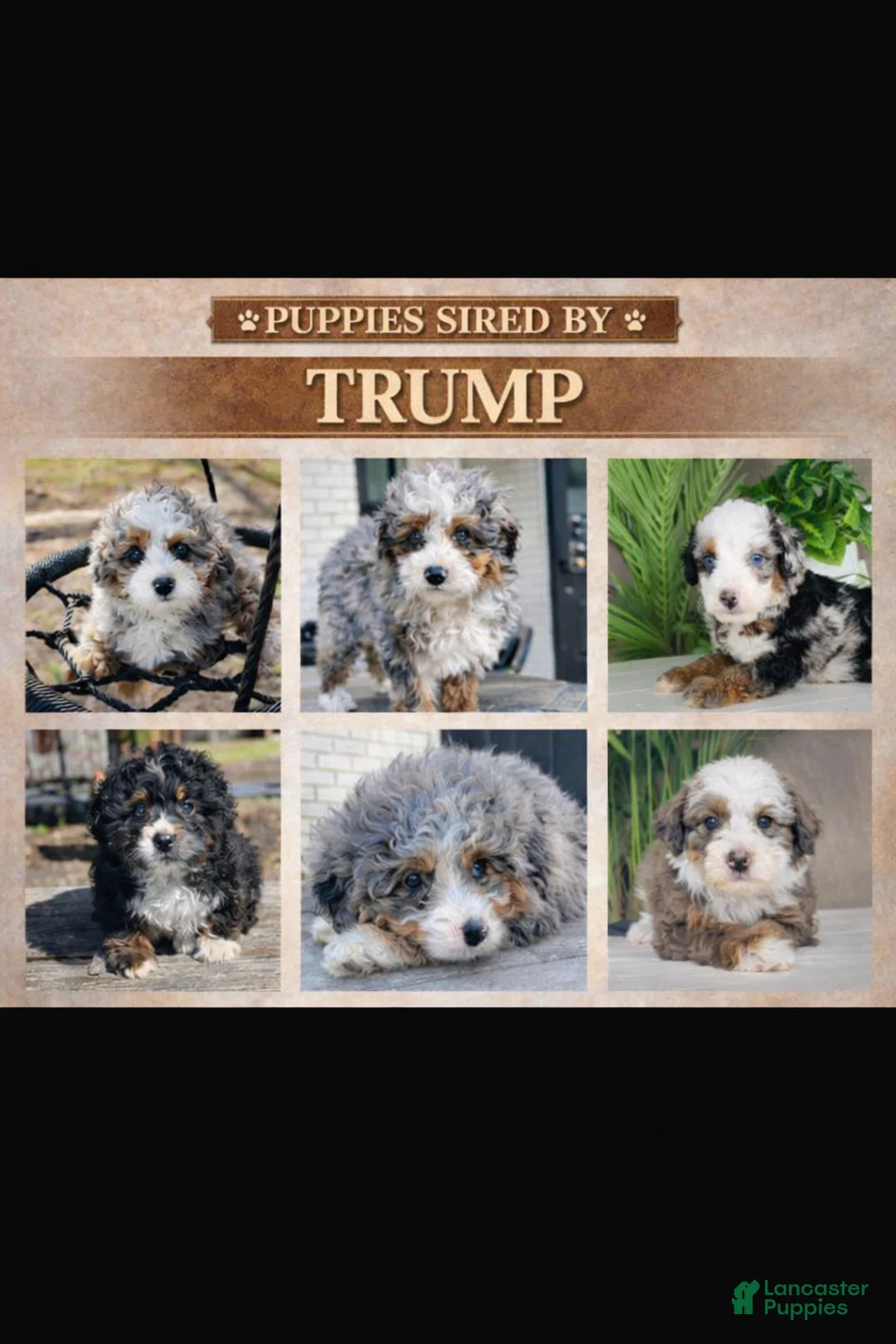 Mini Bernedoodle dogs for stud: Trump - Ad 6