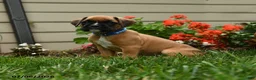 Boxer dogs for sale: Dilly - Ad 5