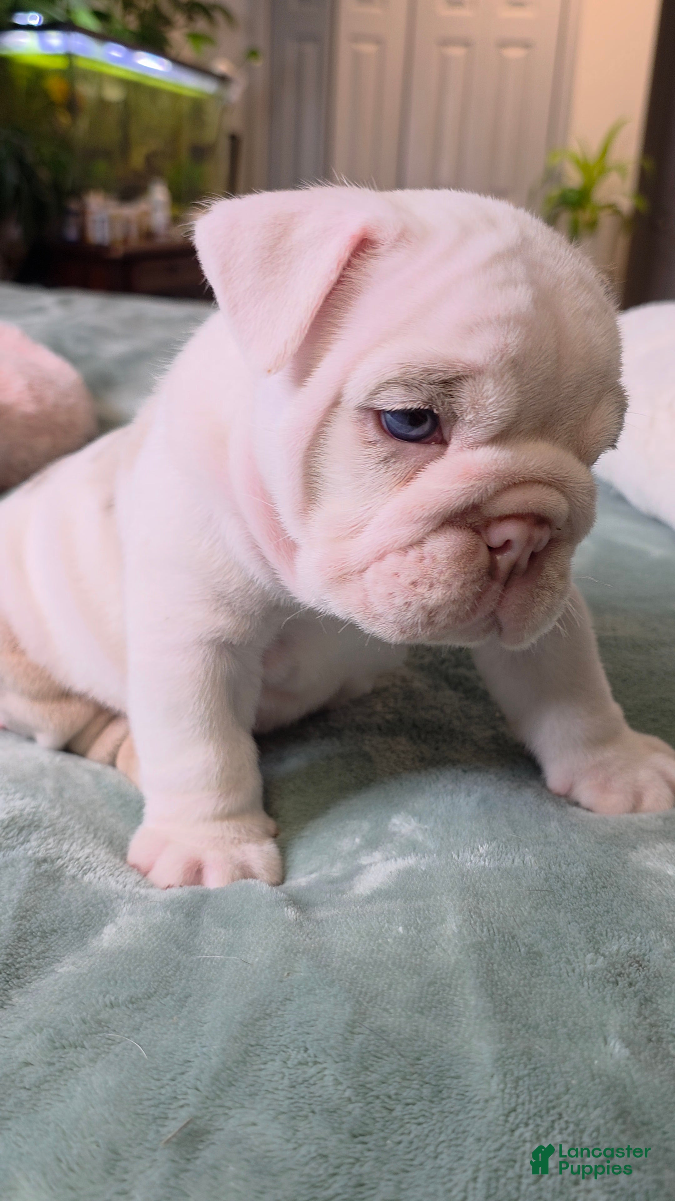 English Bulldog dogs for sale: Benny  - Ad 1