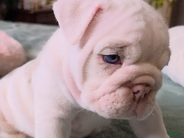 English Bulldog dogs for sale: Benny - Ad 1