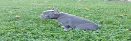 French Bulldog dogs for sale: Asher - Ad 4