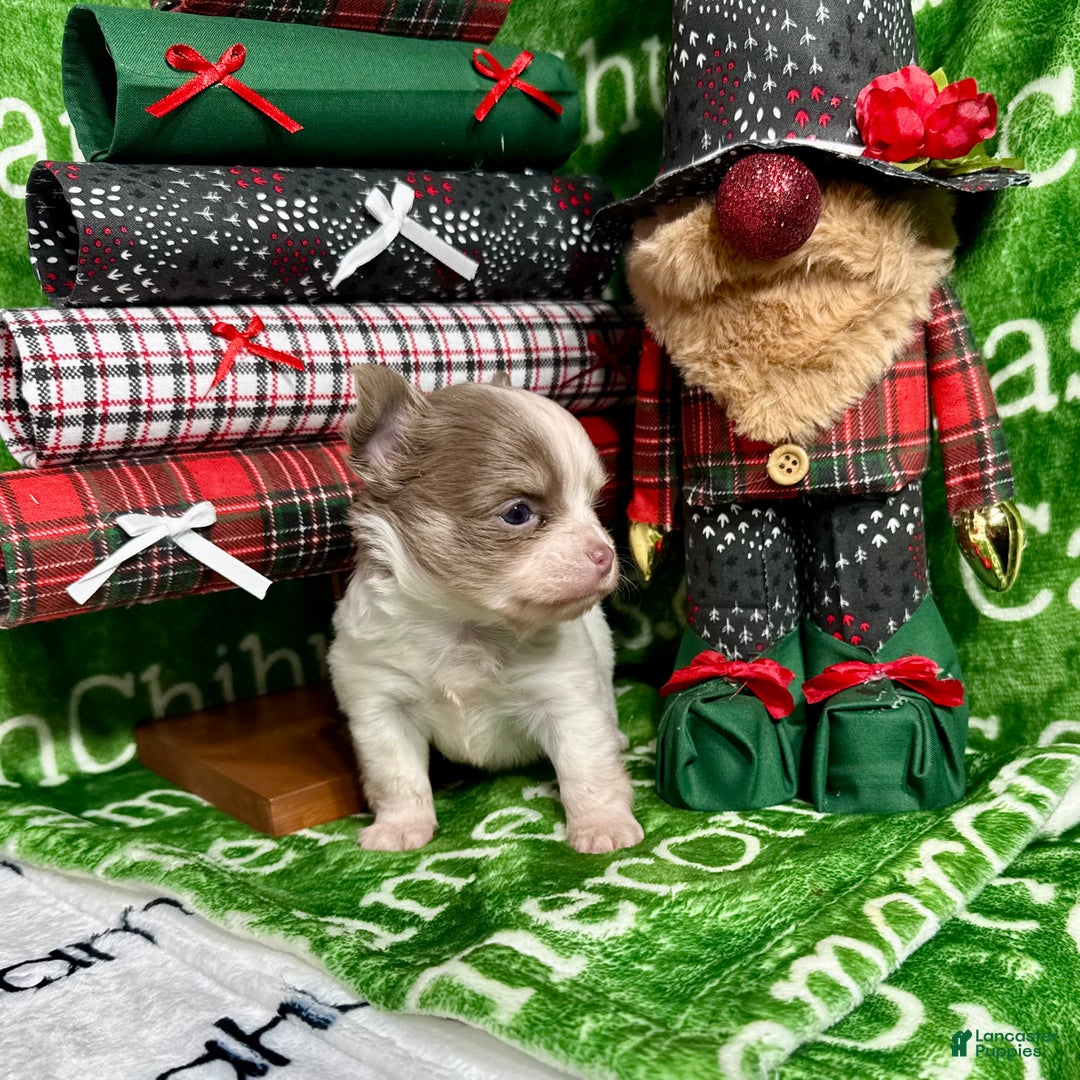 Chihuahua dogs for sale: Tiny Izzy Lavender LC - Ad 5