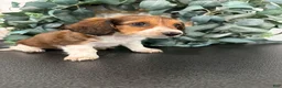 Miniature Dachshund dogs for sale: Dream - Ad 5