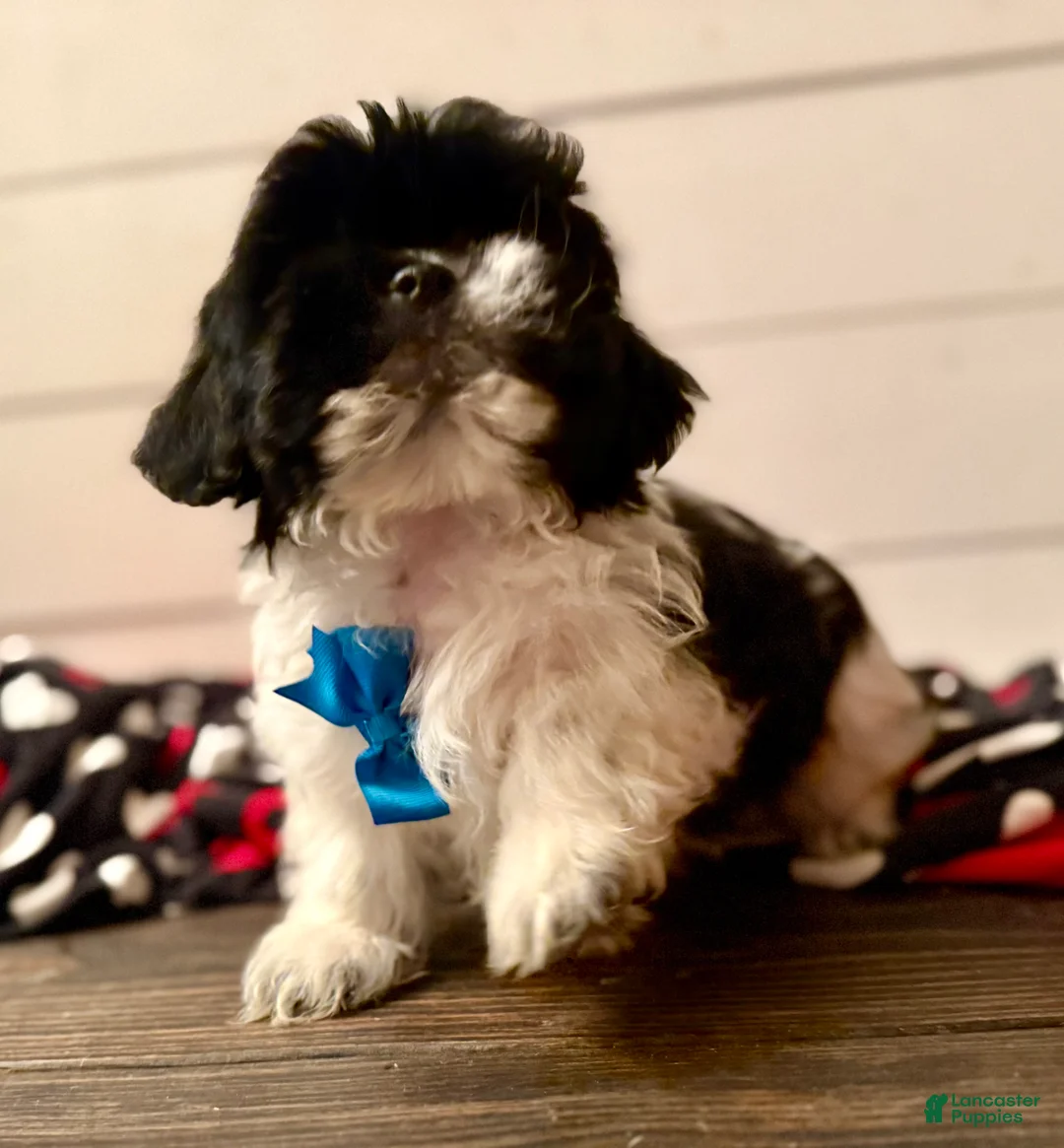 Shihpoo dogs for sale: Boq  - Ad 21