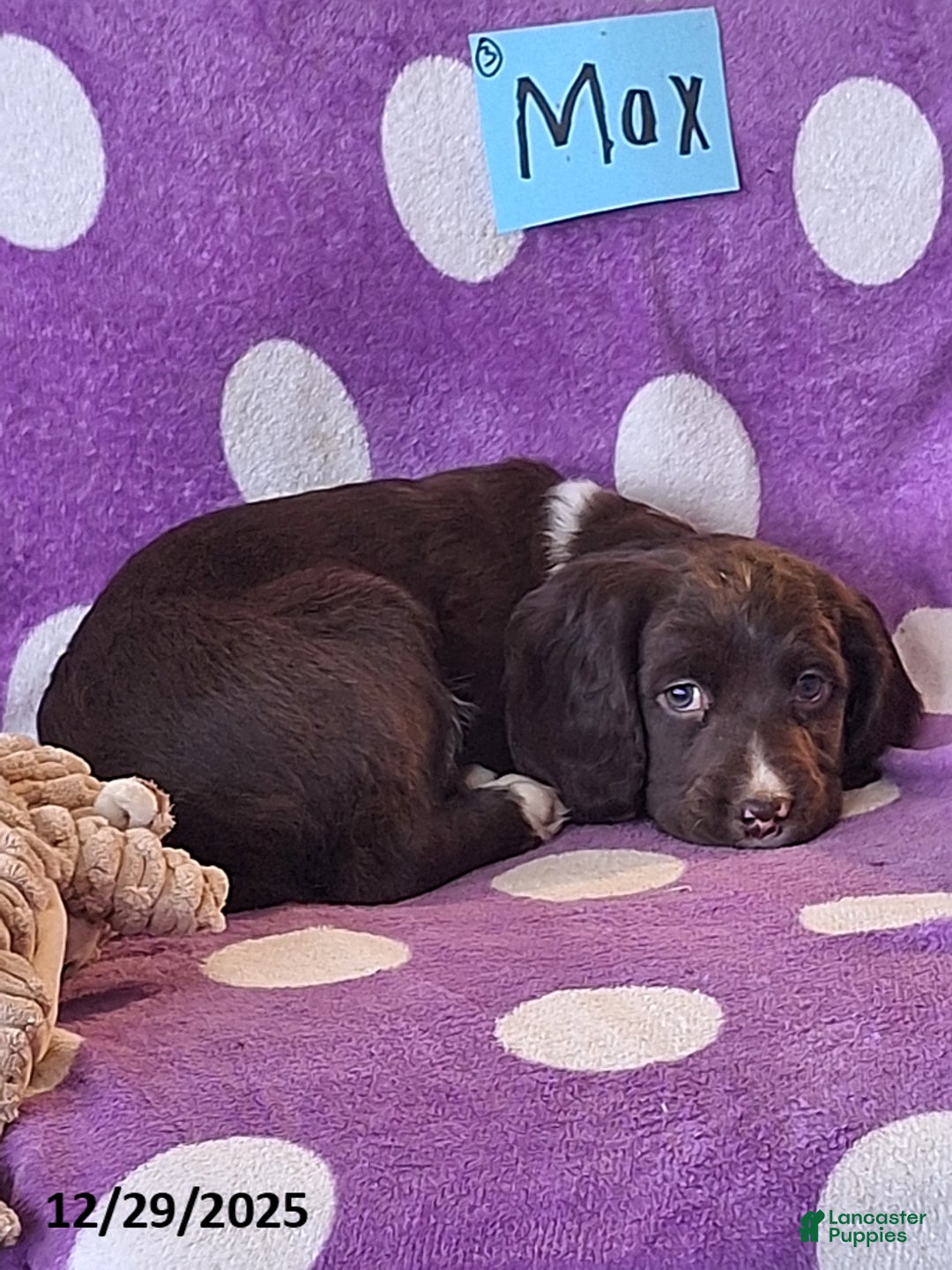 English Springer Spaniel dogs for sale: Max - Ad 2