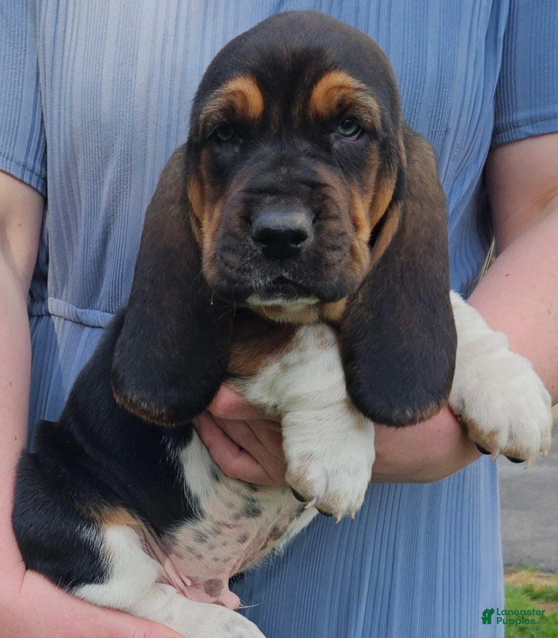 Basset Hound dogs Cooper - Ad 1