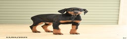 Doberman Pinscher dogs for sale: Harmony - Ad 4
