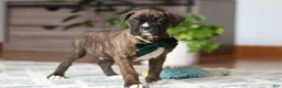 Boxer dogs for sale: Bear - Ad 7