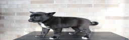 Mixed Breed dogs for sale: Sally - Ad 5
