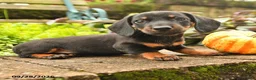 Miniature Dachshund dogs for sale: Randy - Ad 3