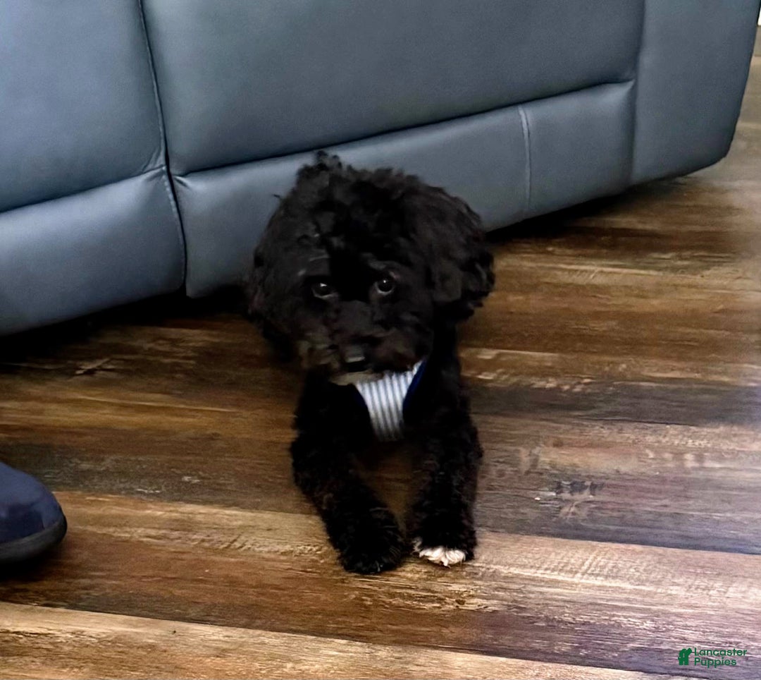 Pomapoo dogs for sale: Bandit - Ad 6