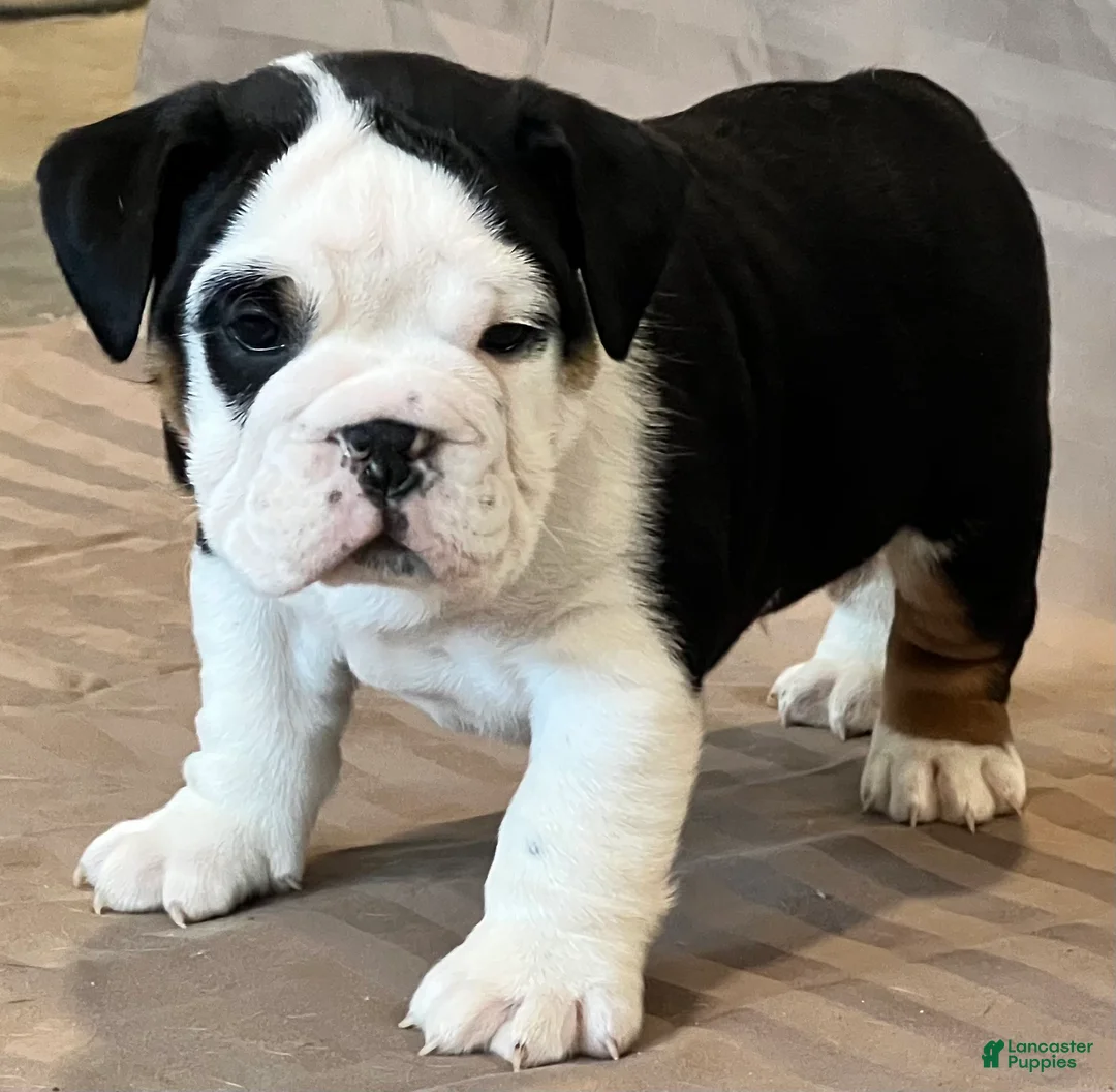 English Bulldog dogs for sale: Valentine  - Ad 3