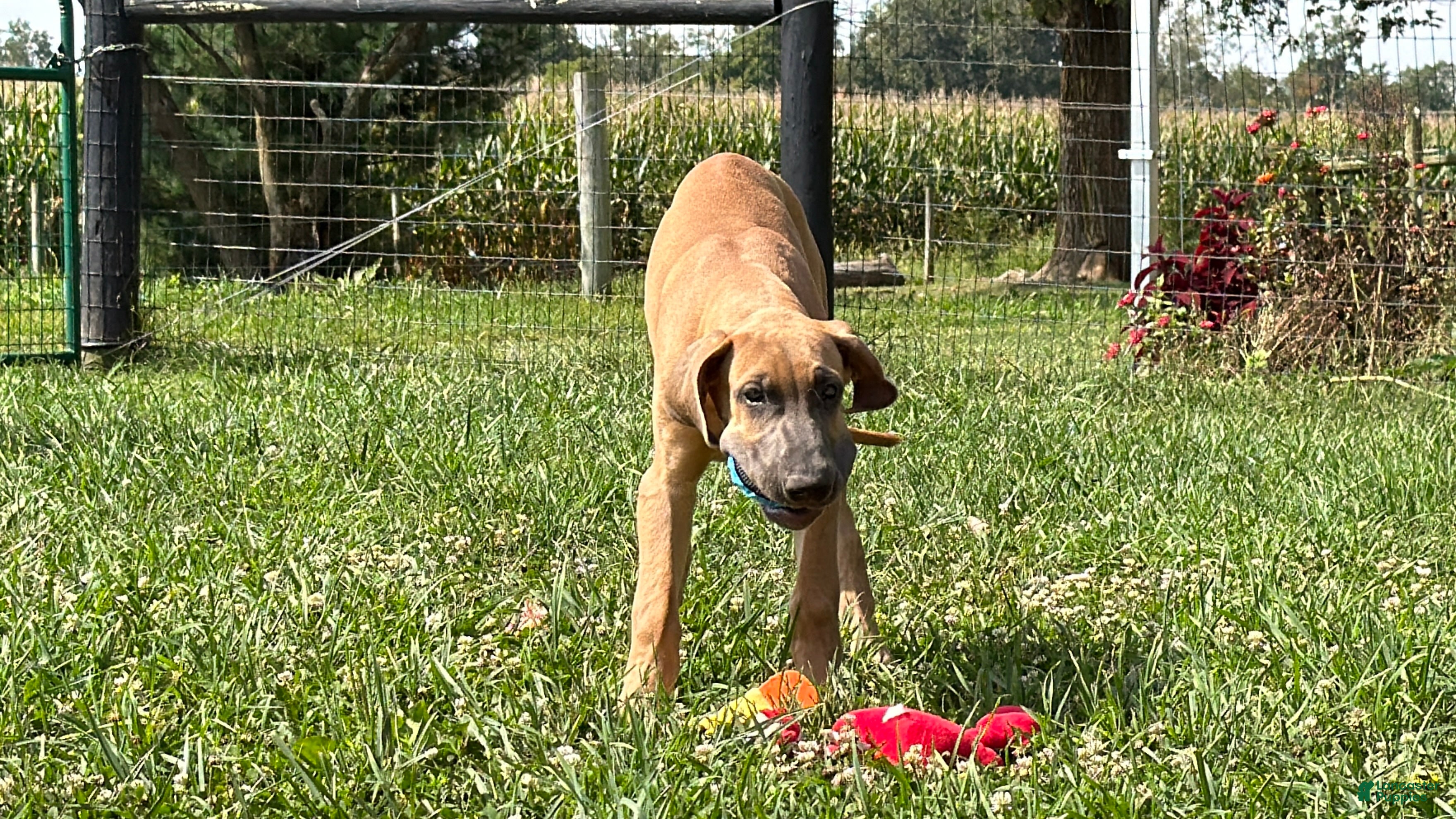Great Dane dogs Patience Great Dane  - Ad 2