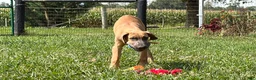 Great Dane dogs for sale: Patience Great Dane  - Ad 4