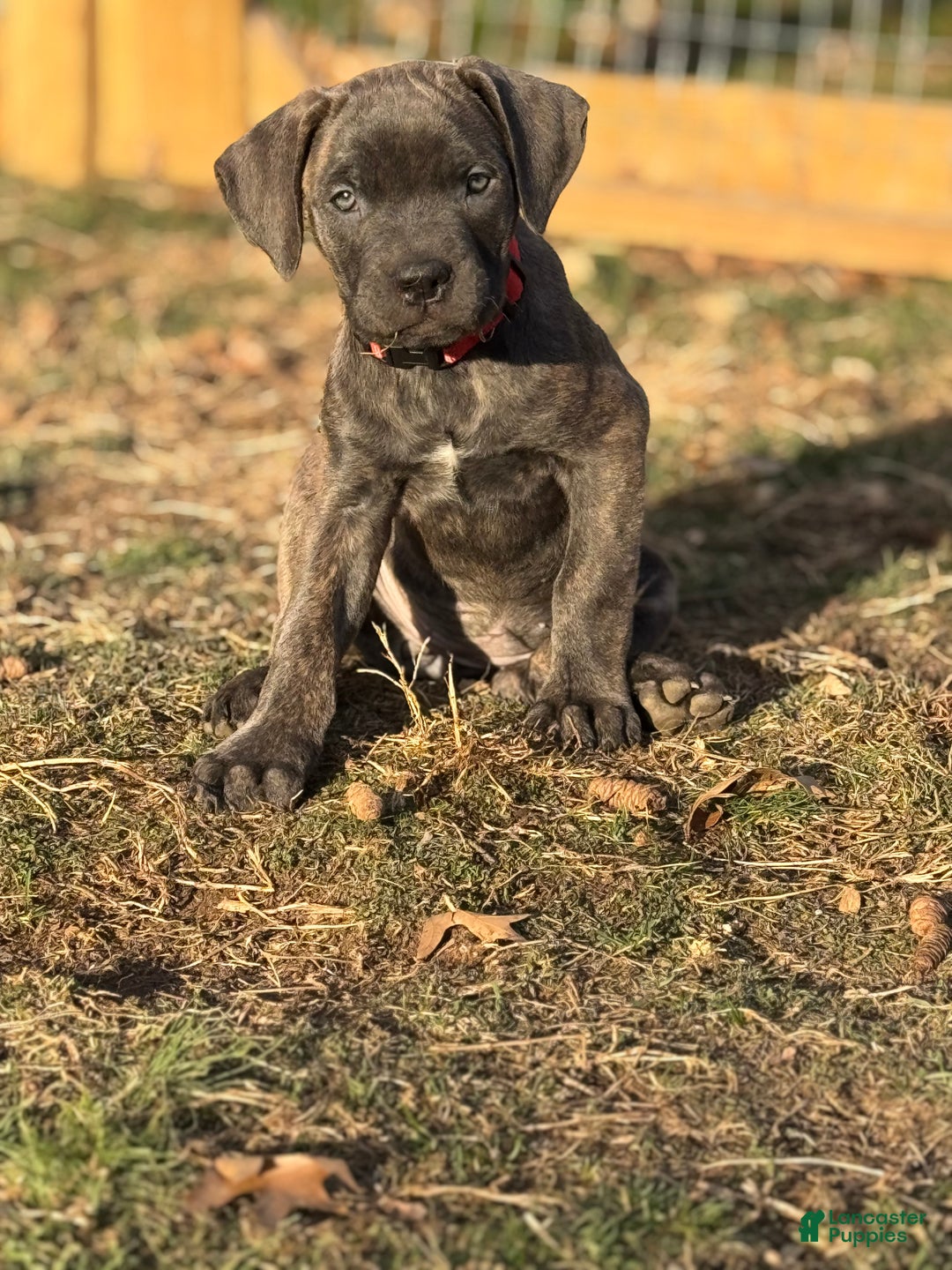 Cane Corso dogs for sale: Stormii - Ad 31