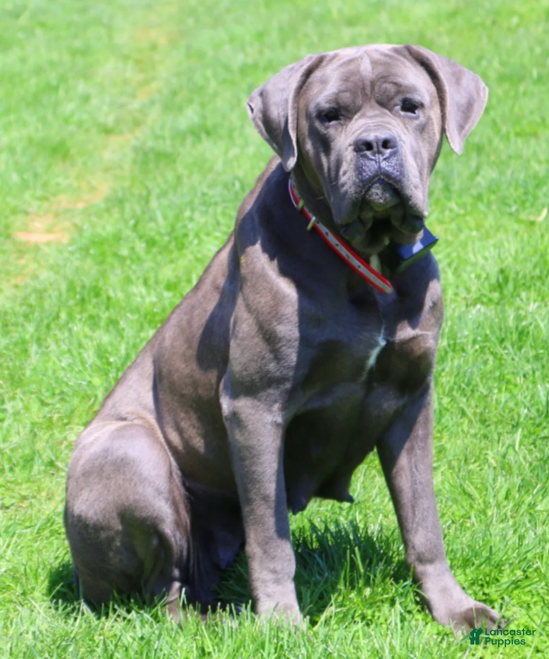 Cane Corso dogs for sale: Cane Corso Puppy 2 - Ad 3