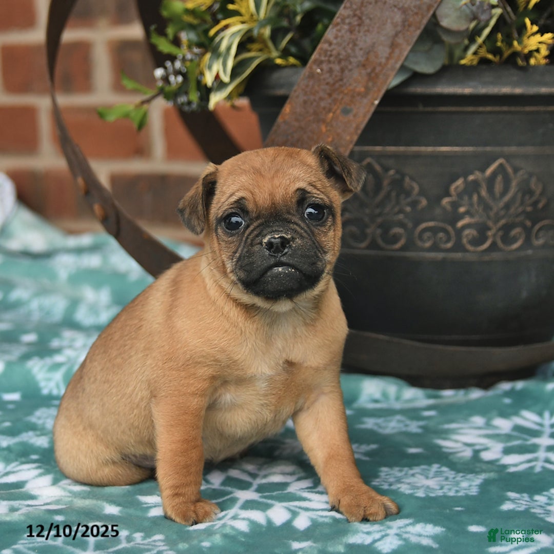 Jug dogs for sale: Candy Cane  - Ad 1