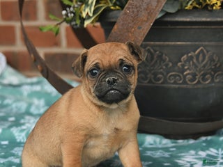 Jug dogs Candy Cane - Ad 23