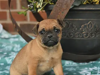 Jug dogs Candy Cane - Ad 3