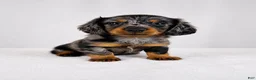 Miniature Dachshund dogs for sale: Gem - Ad 4