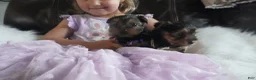 Yorkshire Terrier dogs for sale: Kori  - Ad 6