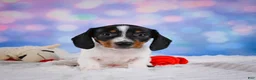 Miniature Dachshund dogs for sale: Coby - Ad 12
