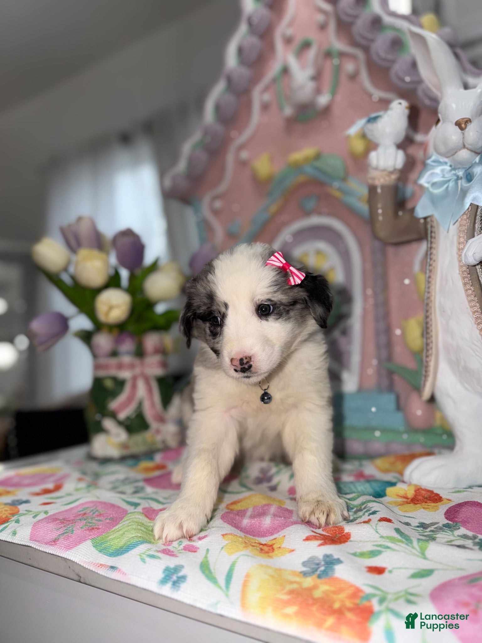 Australian Shepherd dogs Ashley  - Ad 1