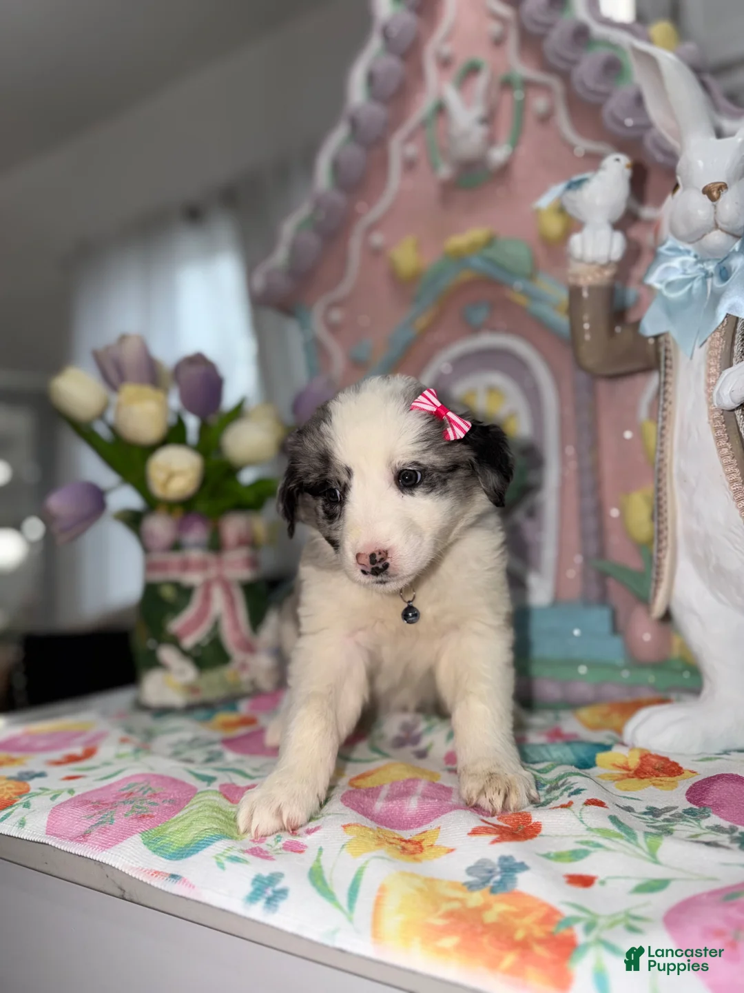 Australian Shepherd dogs for sale: Ashley  - Ad 1