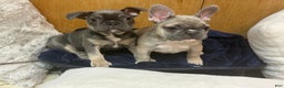 French Bulldog dogs for sale: Boss - Ad 6