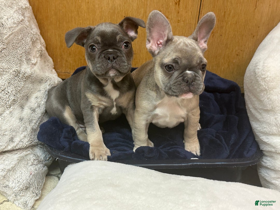 French Bulldog dogs for sale: Boss - Ad 6