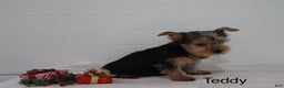 Yorkshire Terrier dogs for sale: Teddy - Ad 3