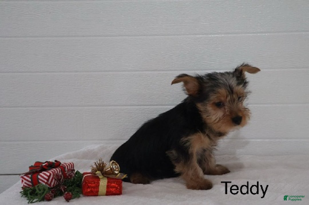 Yorkshire Terrier dogs for sale: Teddy - Ad 3