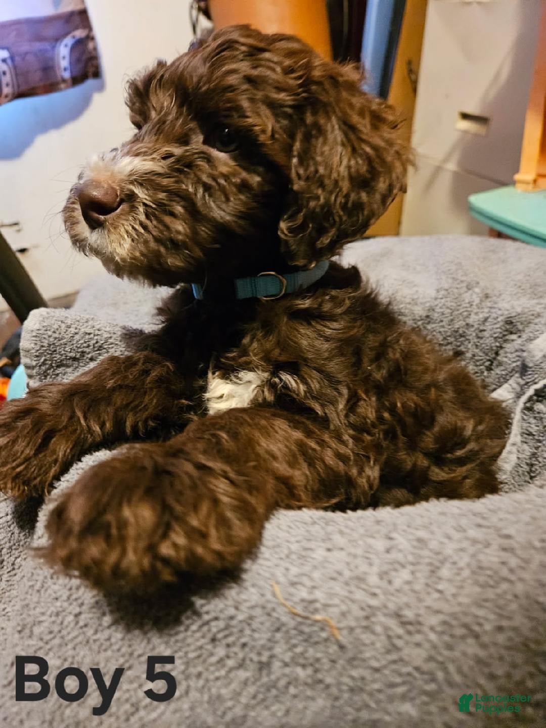 Mixed Breed dogs Boy #5 - Ad 19